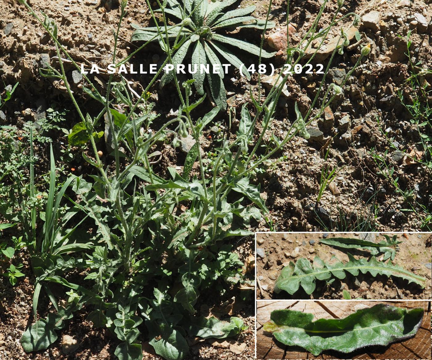 Oxtongue, Hawkweed leaf